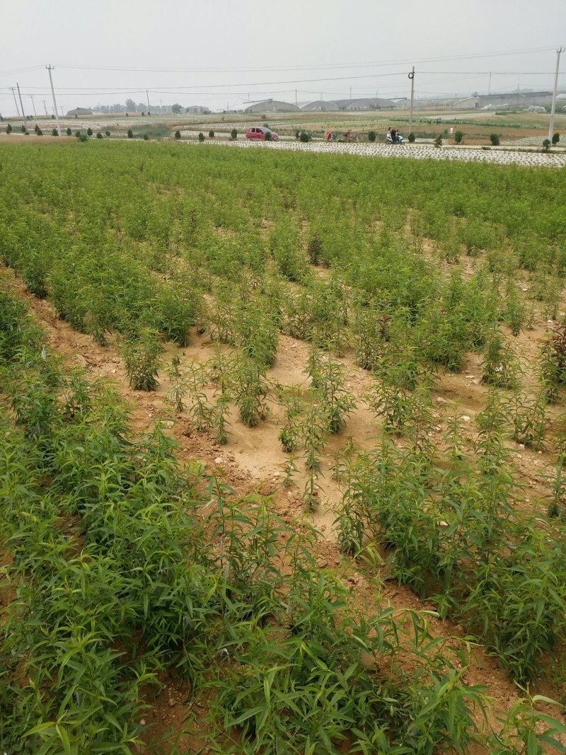 未来一号桃苗126桃苗，自家园区嫁接苗。纯度保证。
