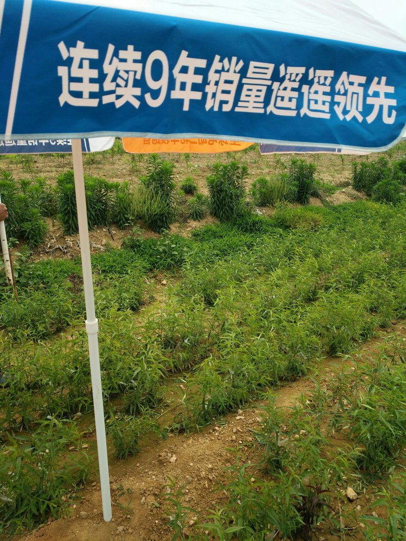 未来一号桃苗126桃苗，自家园区嫁接苗。纯度保证。