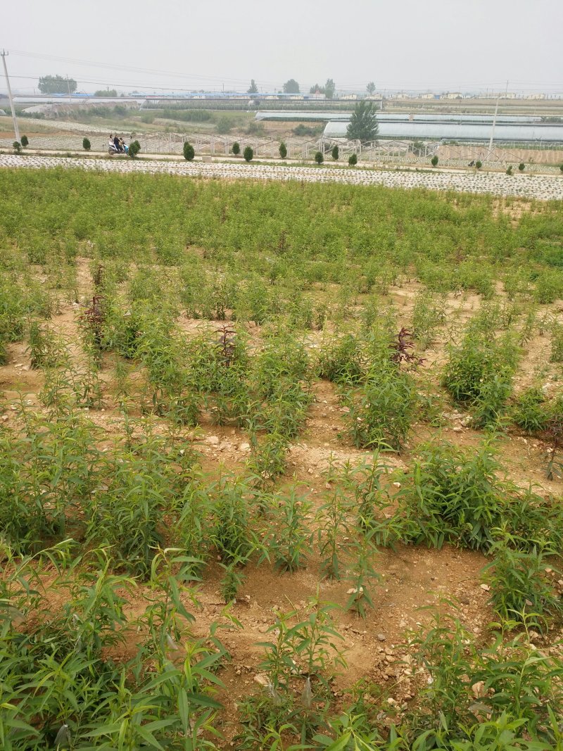 未来一号桃苗126桃苗，自家园区嫁接苗。纯度保证。