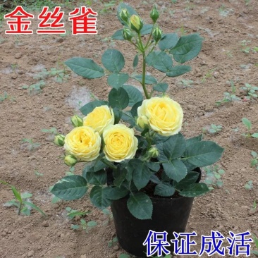 微月金丝雀月季花苗黄色大花香味适合阳台盆栽玫瑰不适合
