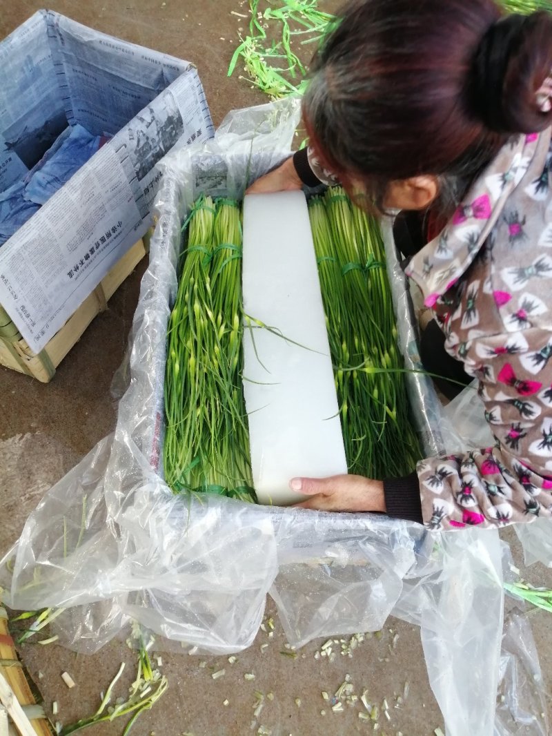云南蒜薹，大量上市，欢迎全国各地的朋友抓紧时间来订购！