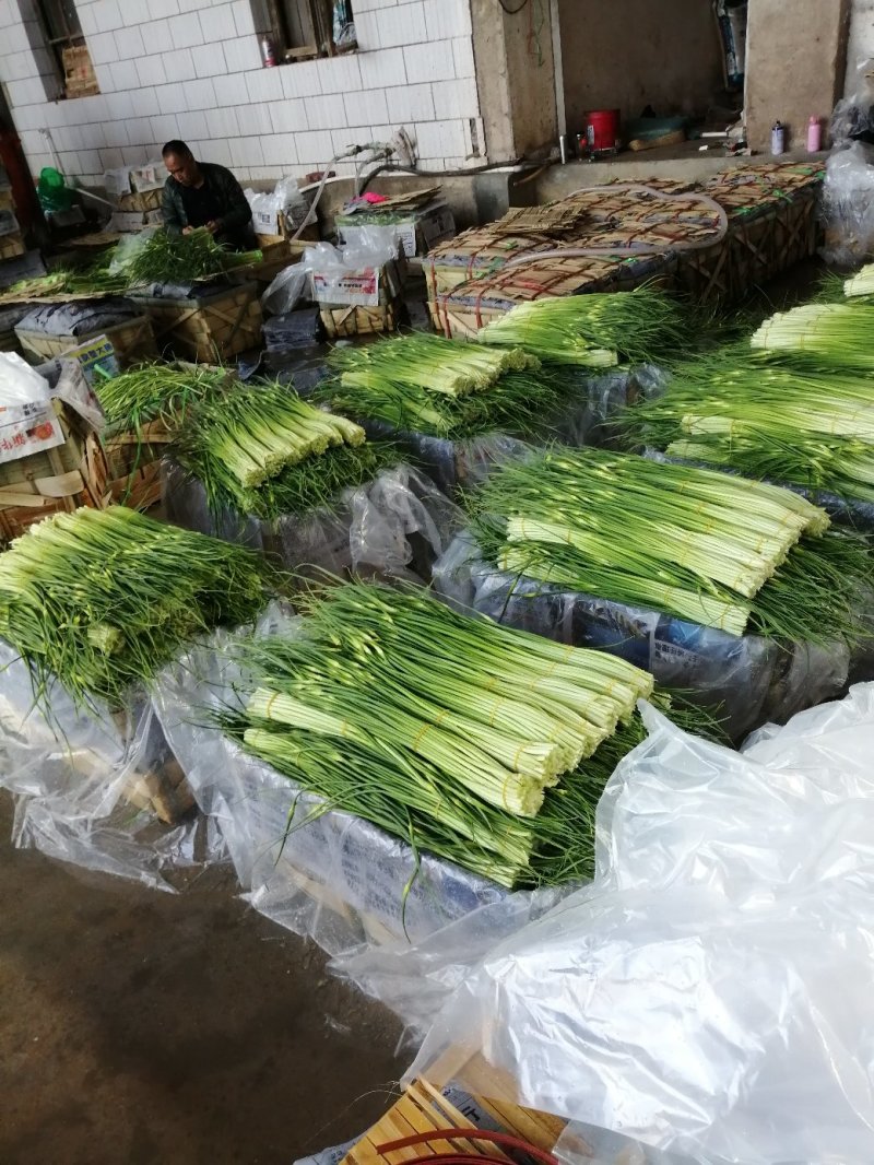 云南蒜薹，大量上市，欢迎全国各地的朋友抓紧时间来订购！