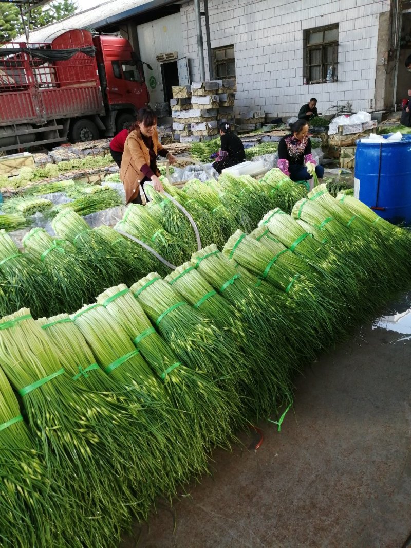云南蒜薹，大量上市，欢迎全国各地的朋友抓紧时间来订购！