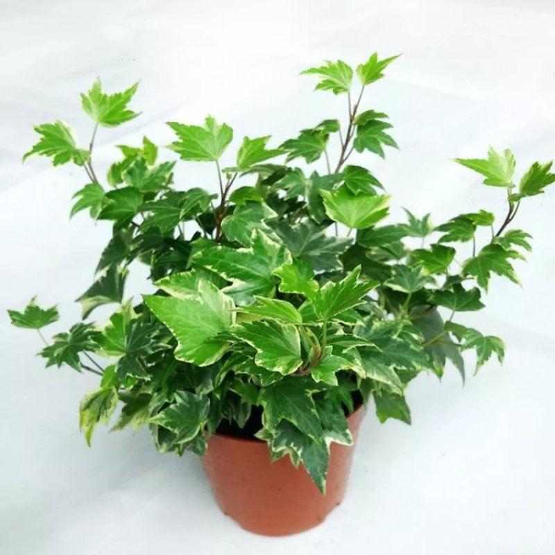 常春藤盆栽好养植物室内垂吊兰长春藤吸甲醛水培爬藤挂常青藤