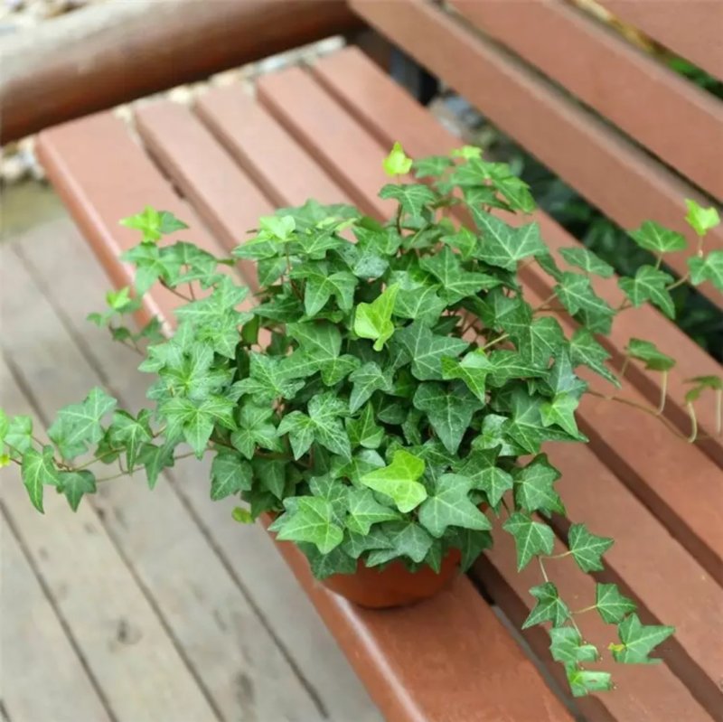 常春藤盆栽好养植物室内垂吊兰长春藤吸甲醛水培爬藤挂常青藤