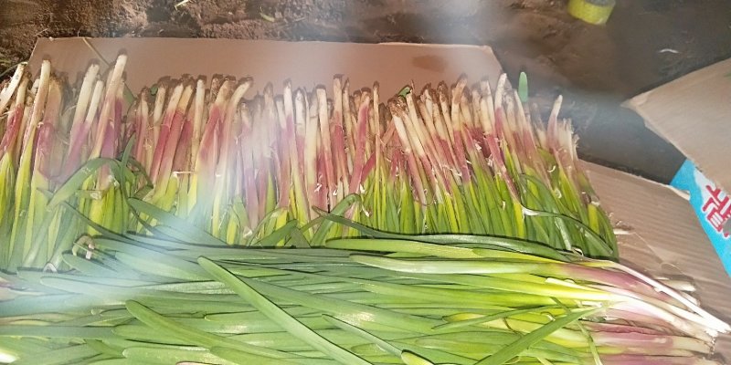 红根韭菜