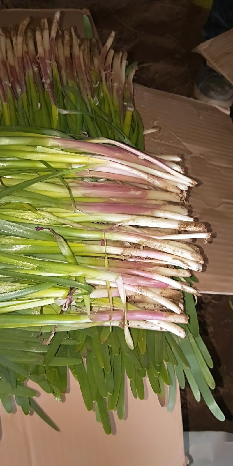 红根韭菜