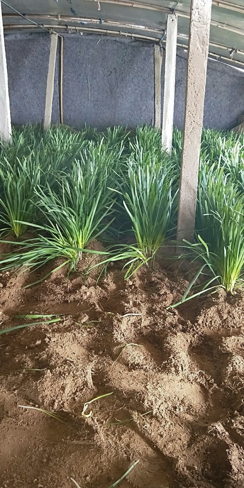 红根韭菜