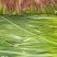红根韭菜