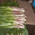 红根韭菜