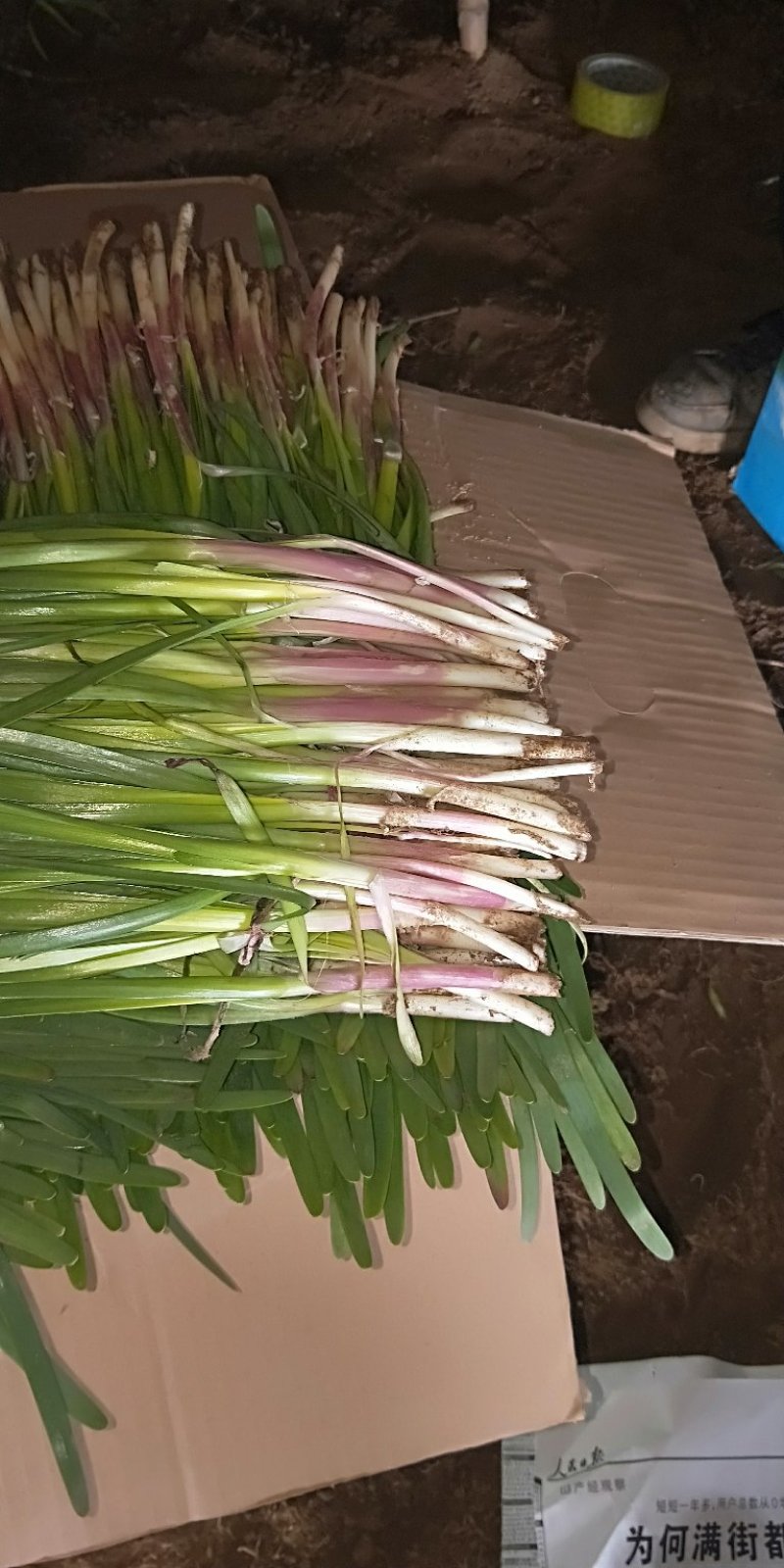 红根韭菜