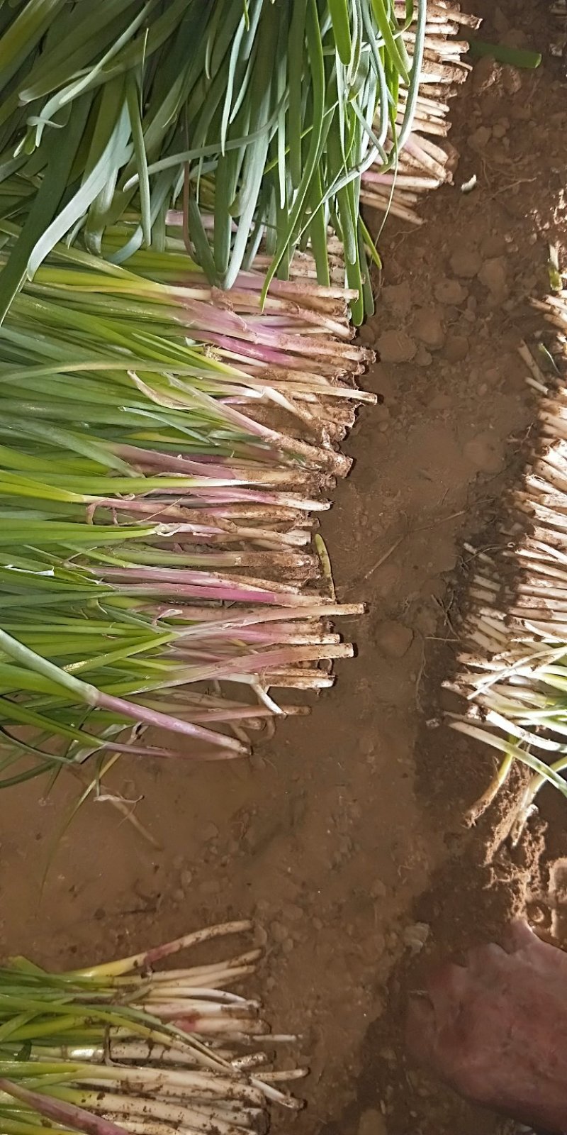红根韭菜