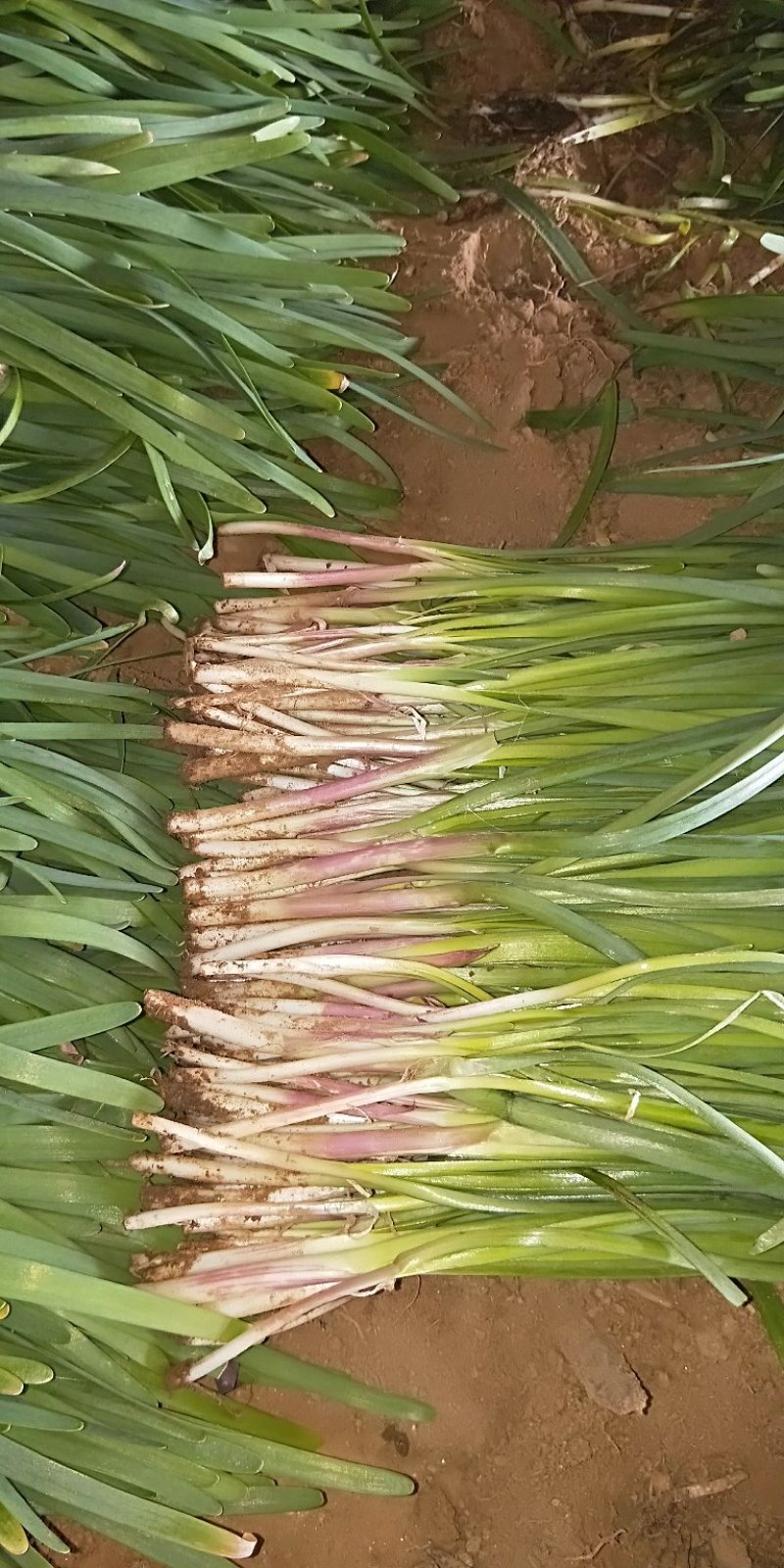 红根韭菜