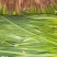 红根韭菜