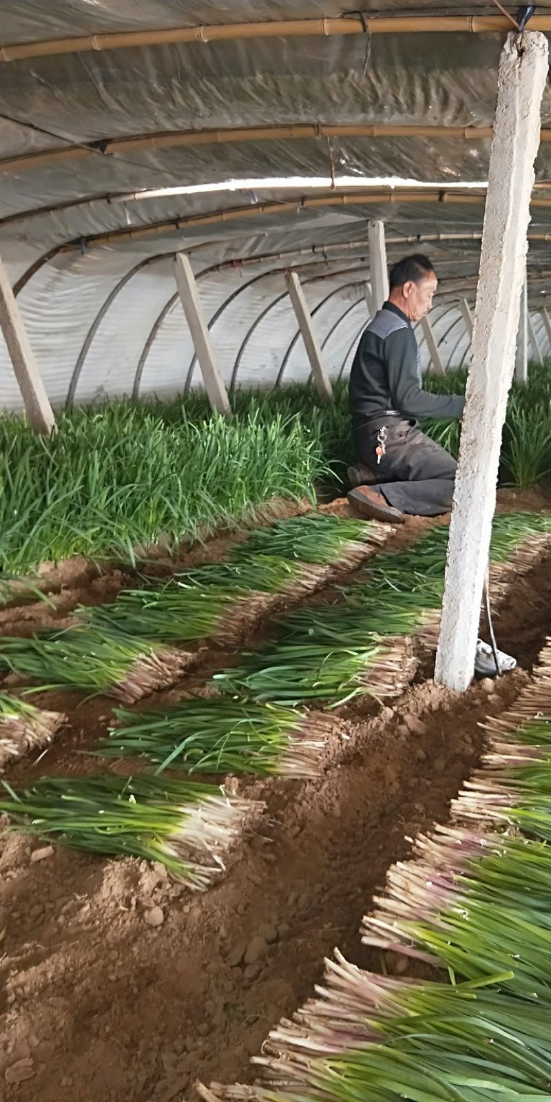 红根韭菜