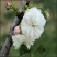 日本樱花苗樱花树苗嫁接樱花苗日本樱花早樱晚樱小苗盆栽庭院