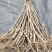 日本樱花苗樱花树苗嫁接樱花苗日本樱花早樱晚樱小苗盆栽庭院