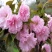 日本晚樱苗樱花树苗嫁接樱花苗日本樱花早樱晚樱小苗盆栽庭院