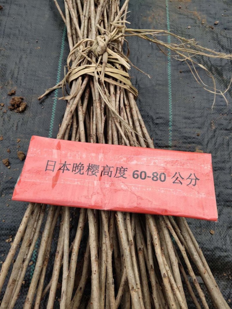 日本晚樱小苗樱花树苗嫁接樱花苗日本樱花早樱晚樱小苗盆栽庭