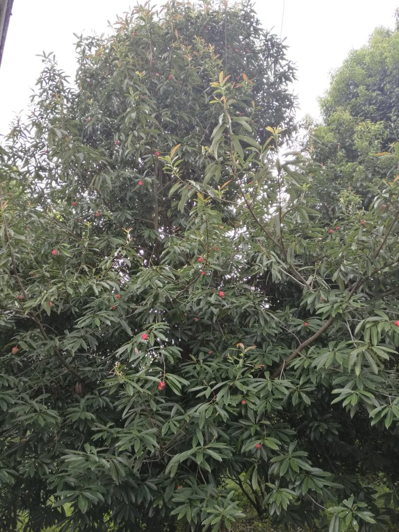 乳源木莲（白花似莲，红果似桔）