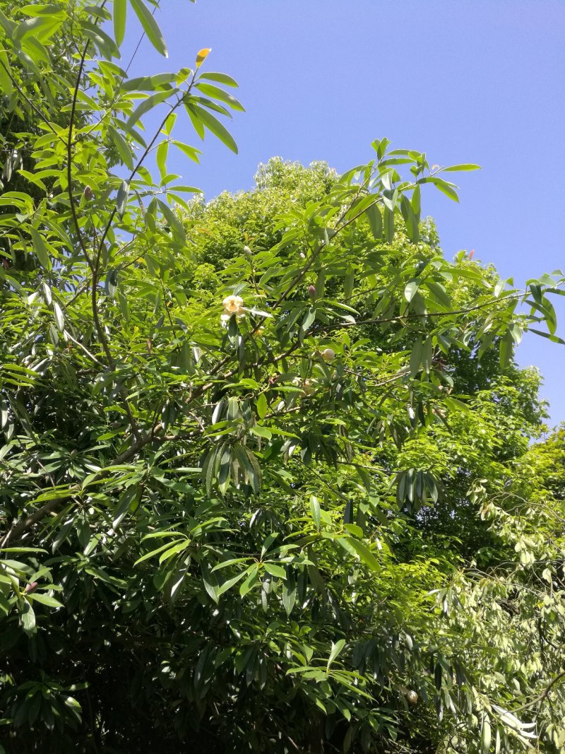 乳源木莲（白花似莲，红果似桔）