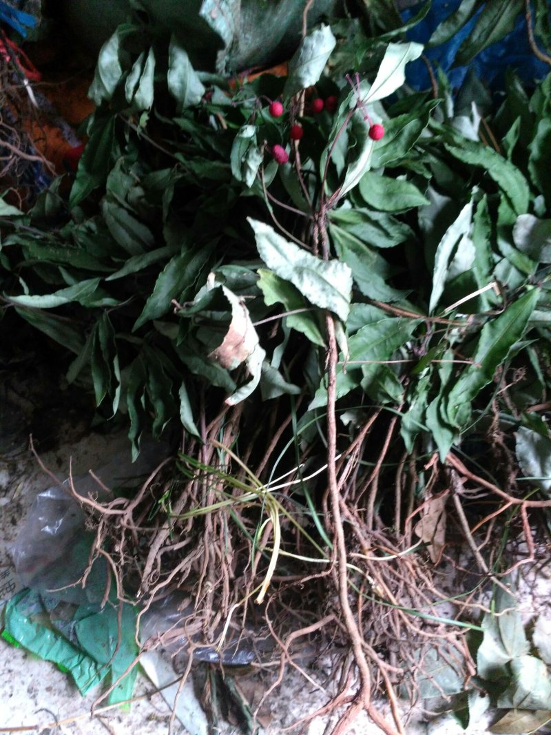 八爪金龙