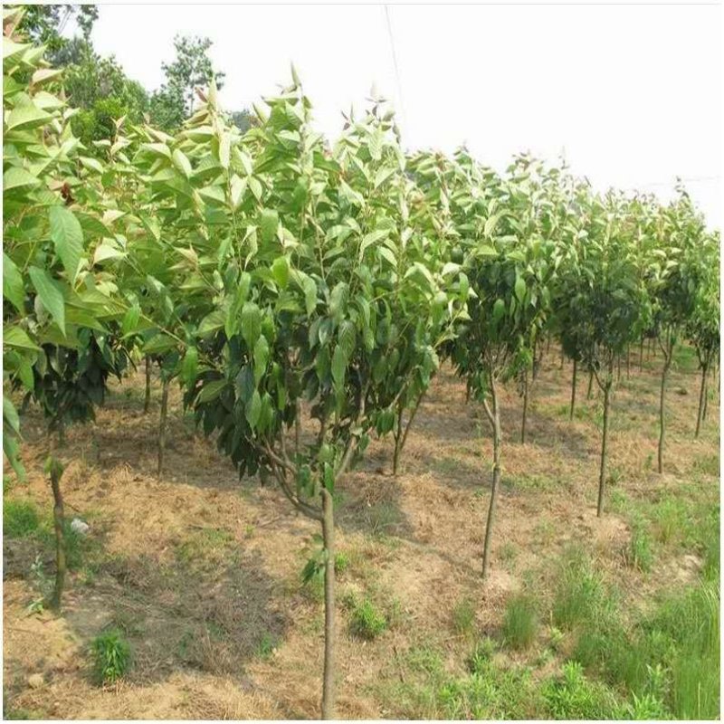日本樱花树苗樱花树苗嫁接樱花苗日本樱花早樱晚樱小苗盆栽庭