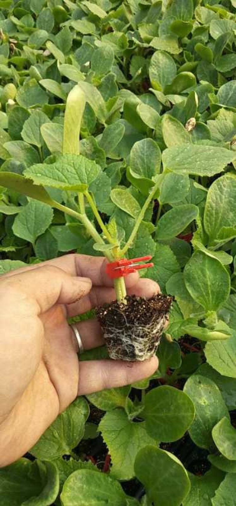 山东甜瓜种苗，羊角蜜苗哈密瓜苗基地直供技术培训