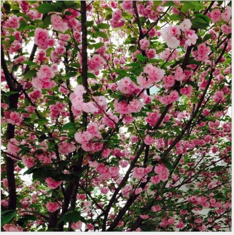 樱花苗樱花小苗樱花树苗日本晚樱苗日本晚樱小苗包邮