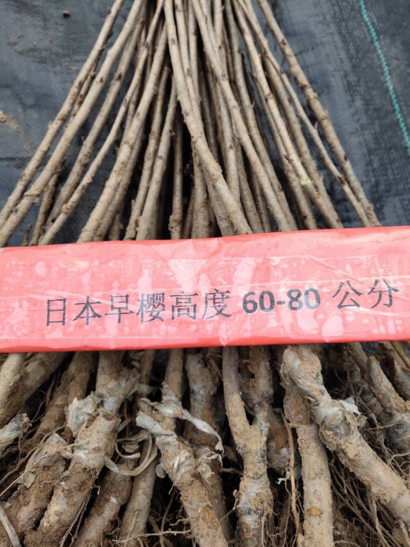 樱花苗樱花小苗樱花树苗日本晚樱苗日本晚樱小苗包邮