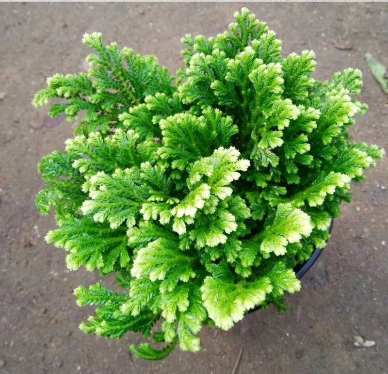 卷柏九死还魂草假山吸水石菖蒲桌面花卉植物微型