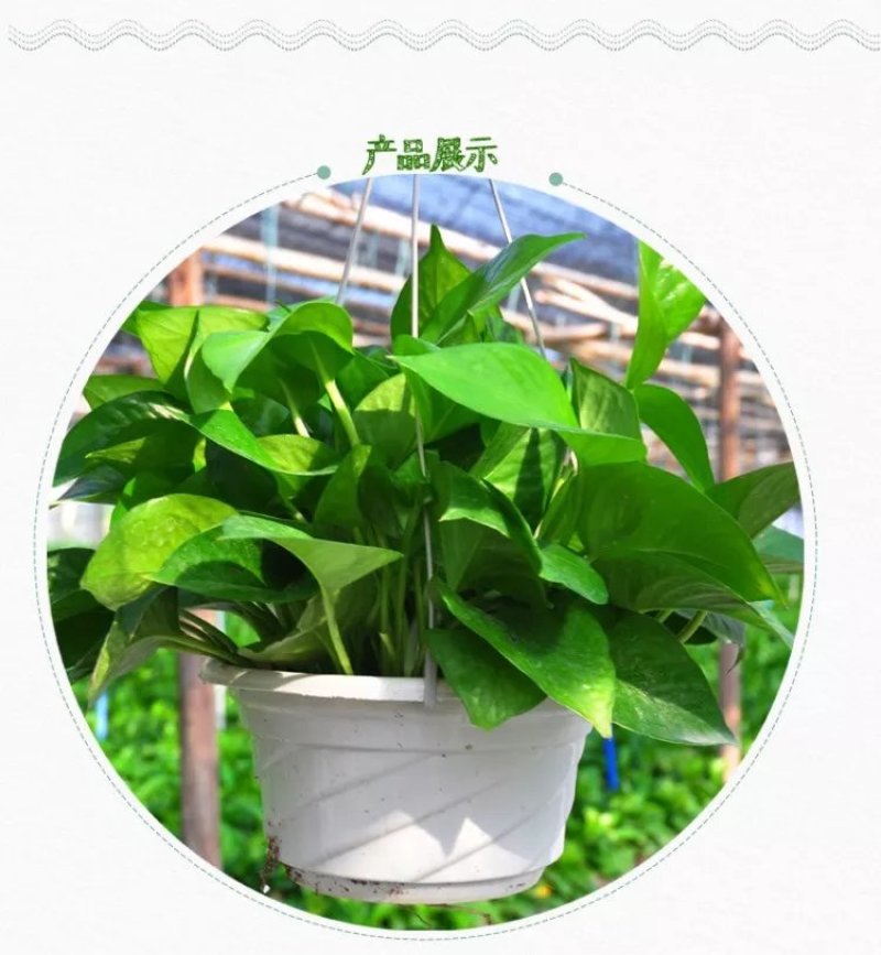绿萝盆栽花卉植物室内吸除甲醛绿萝长藤垂吊水培好养盆景