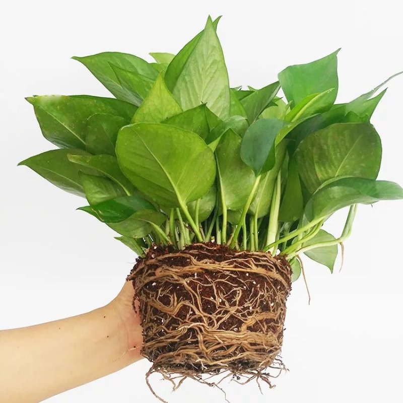 绿萝盆栽花卉植物室内吸除甲醛绿萝长藤垂吊水培好养盆景