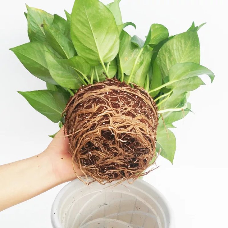 绿萝盆栽花卉植物室内吸除甲醛绿萝长藤垂吊水培好养盆景