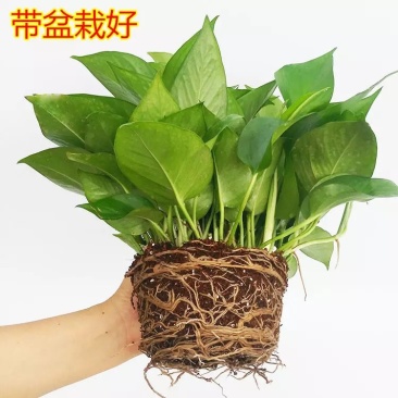 绿萝盆栽花卉植物室内吸除甲醛绿萝长藤垂吊水培好养盆景