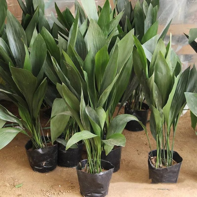 四季长青室内客厅观叶植物绿植盆景一叶兰耐阴耐冻室内花卉盆