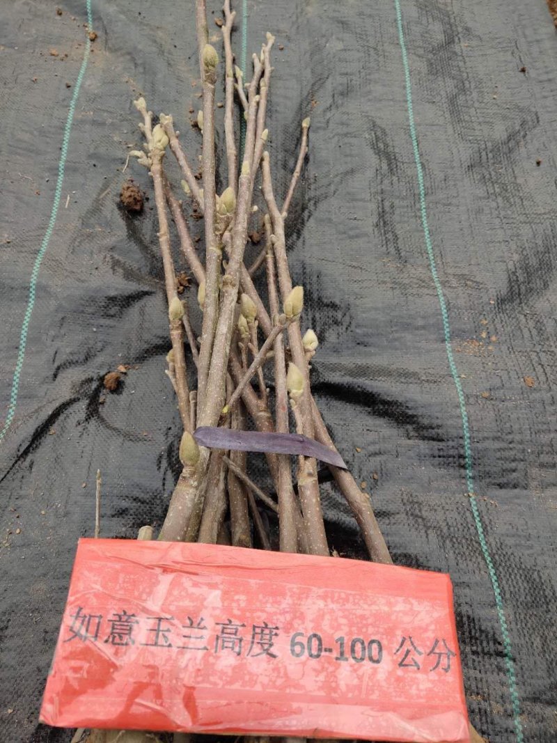 如意玉兰可视频看货选货一亩田线上交易下单