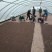 稻花香胚芽米，自己基地种植自己的加工厂。5公斤。