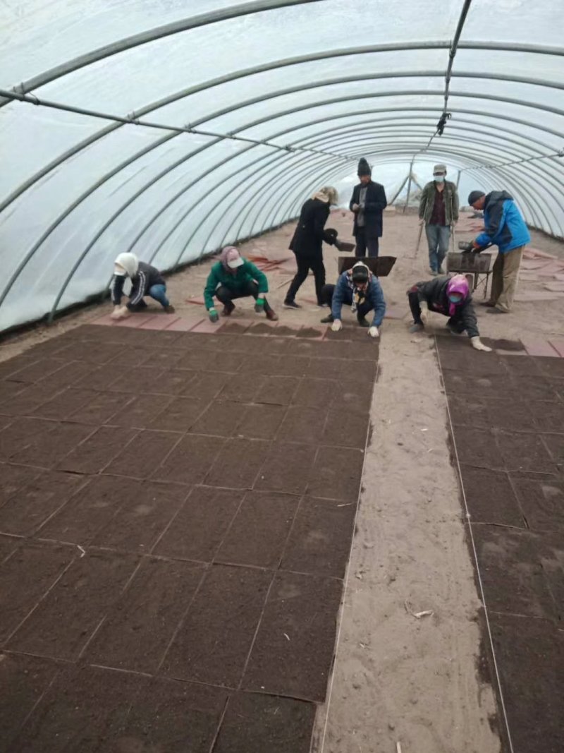 稻花香胚芽米，自己基地种植自己的加工厂。5公斤。
