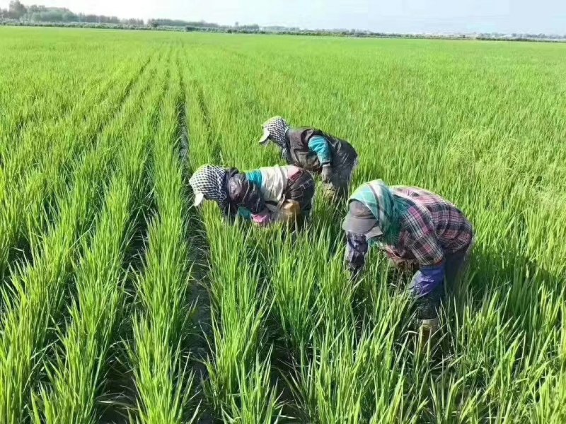 稻花香胚芽米，自己基地种植自己的加工厂。5公斤。