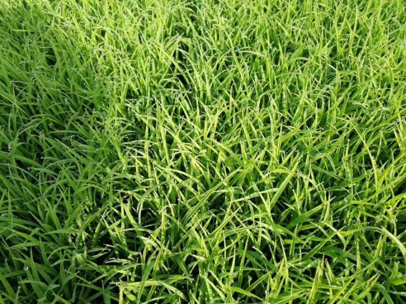 稻花香胚芽米，自己基地种植自己的加工厂。5公斤。