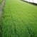 稻花香胚芽米，自己基地种植自己的加工厂。5公斤。