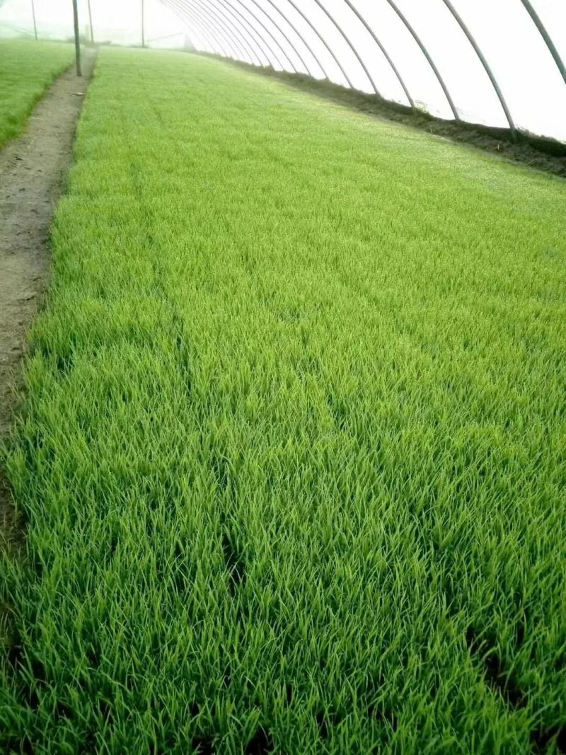 稻花香胚芽米，自己基地种植自己的加工厂。5公斤。