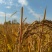 稻花香胚芽米，自己基地种植自己的加工厂。5公斤。