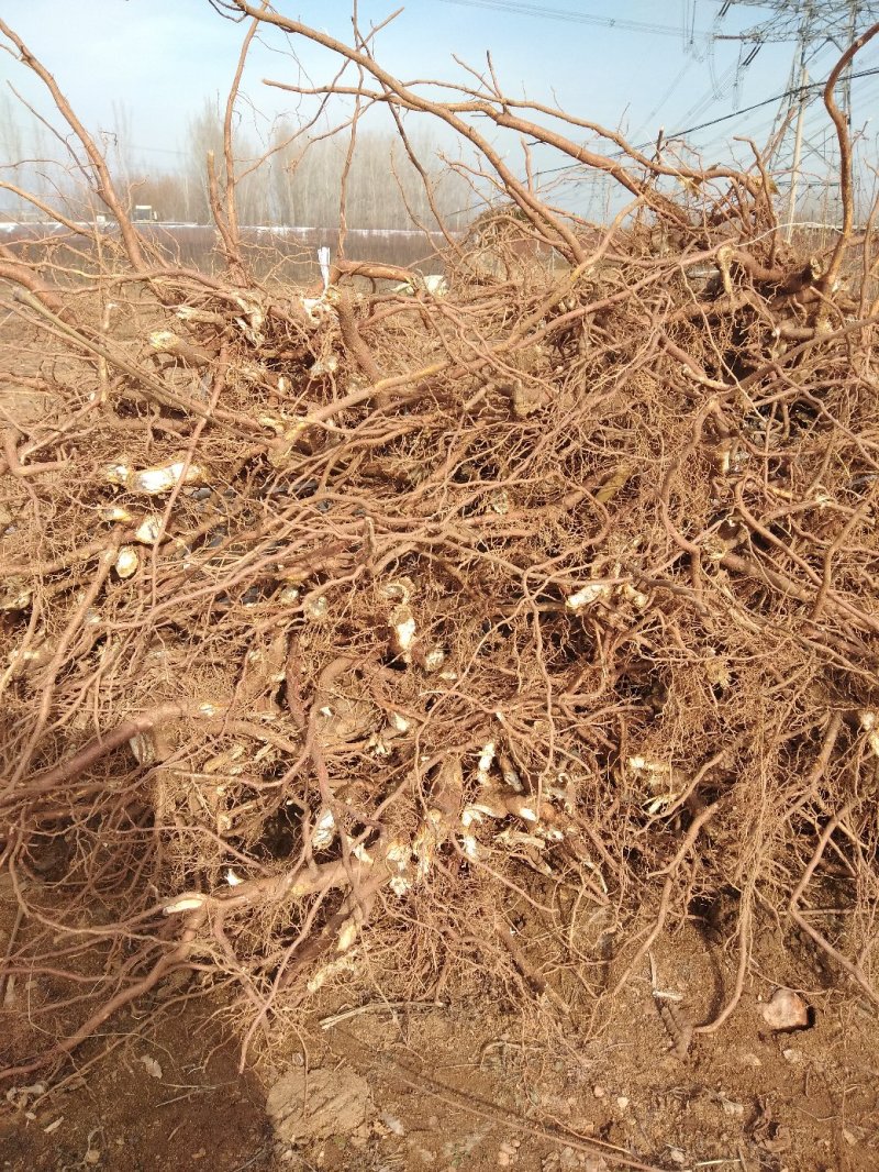 红油香椿苗规格0.8公分，用途广，公路绿化，食用，口感好