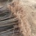 红油香椿苗规格0.8公分，用途广，公路绿化，食用，口感好