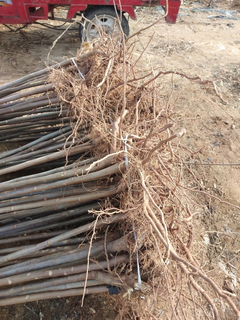 红油香椿苗规格0.8公分，用途广，公路绿化，食用，口感好