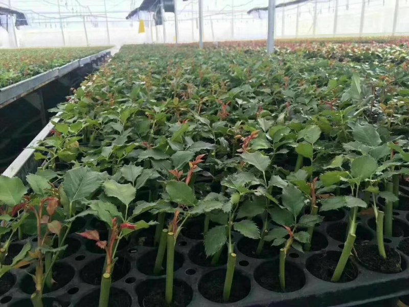 月季花苗艾莎盆栽鲜切花卉种植园林绿化工程苗