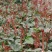 月季花苗艾莎盆栽鲜切花卉种植园林绿化工程苗