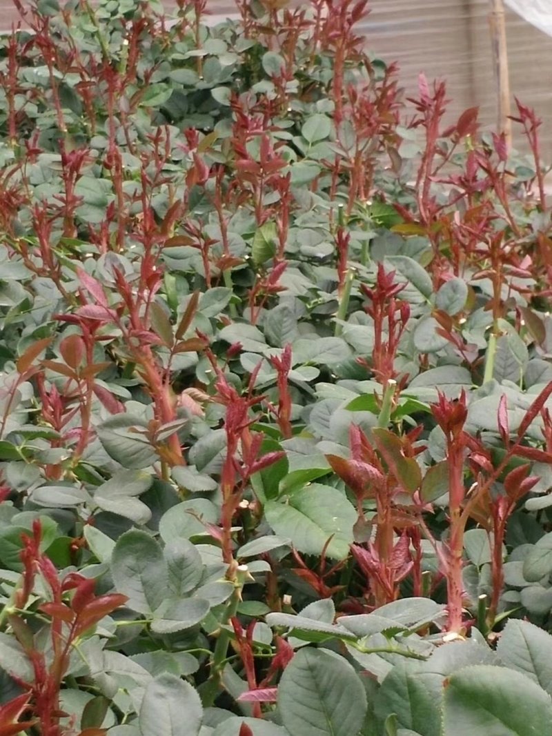 月季花苗艾莎盆栽鲜切花卉种植园林绿化工程苗